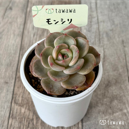 ＊新発売＊　モンシリ【tawawaハウス苗】