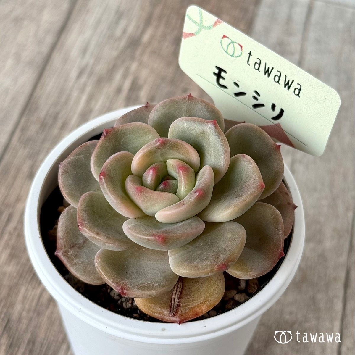Monsily [Tawawa House Seedlings]