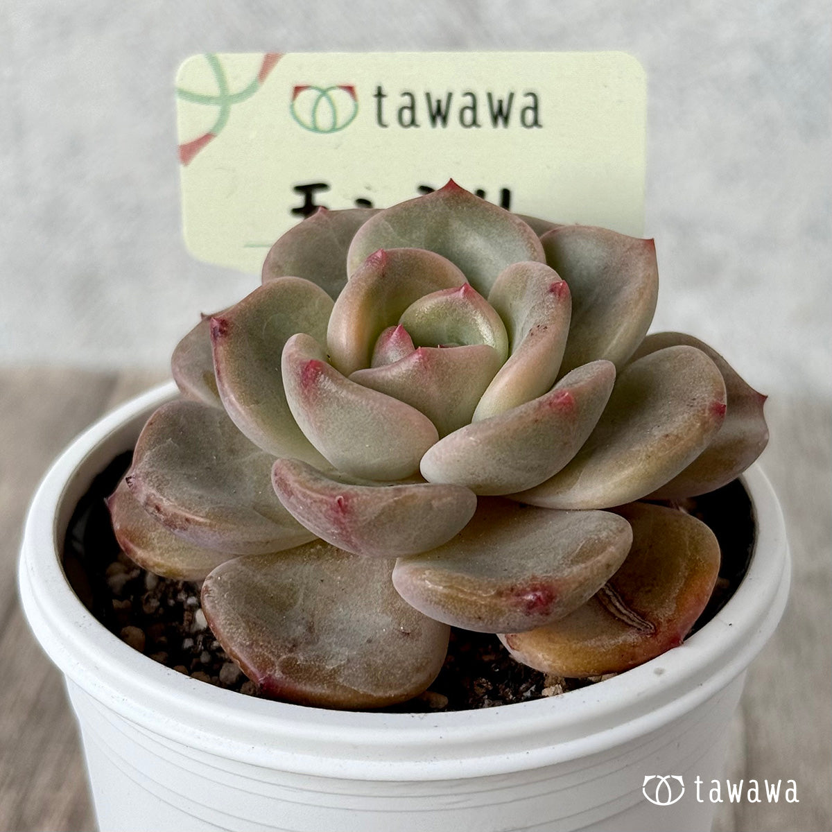 Monsily [Tawawa House Seedlings]