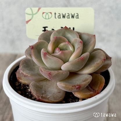 ＊新発売＊　モンシリ【tawawaハウス苗】