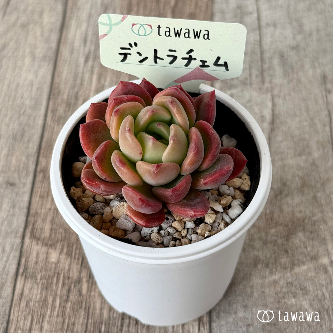 デントラチェム【tawawaハウス苗】