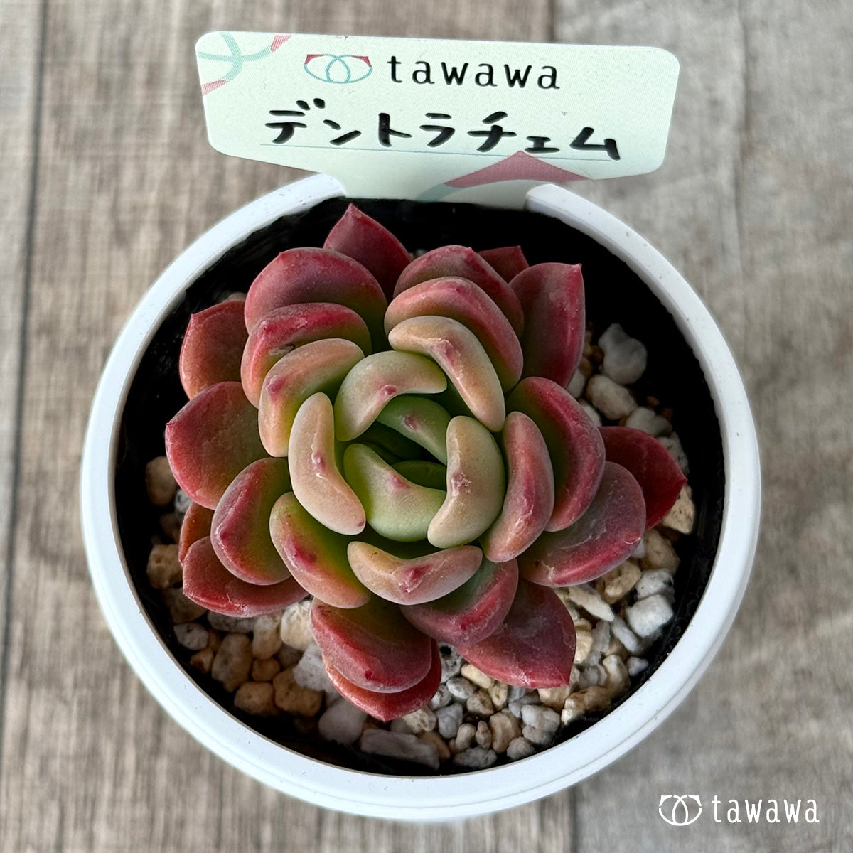 デントラチェム【tawawaハウス苗】