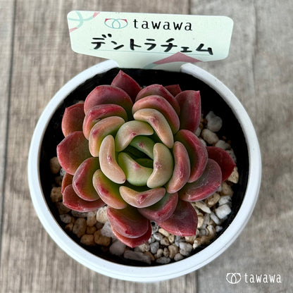 デントラチェム【tawawaハウス苗】