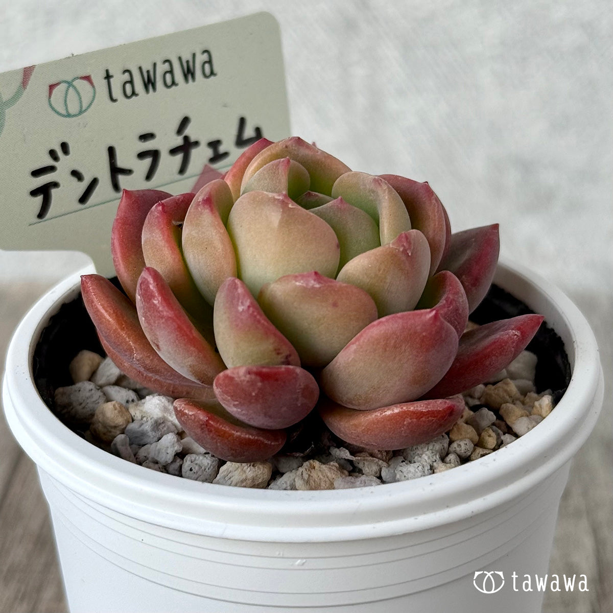 デントラチェム【tawawaハウス苗】