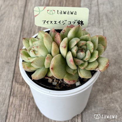 ＊新発売＊　アイスエイジ コブ錦３【tawawaハウス苗】