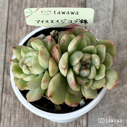 ＊新発売＊　アイスエイジ コブ錦３【tawawaハウス苗】