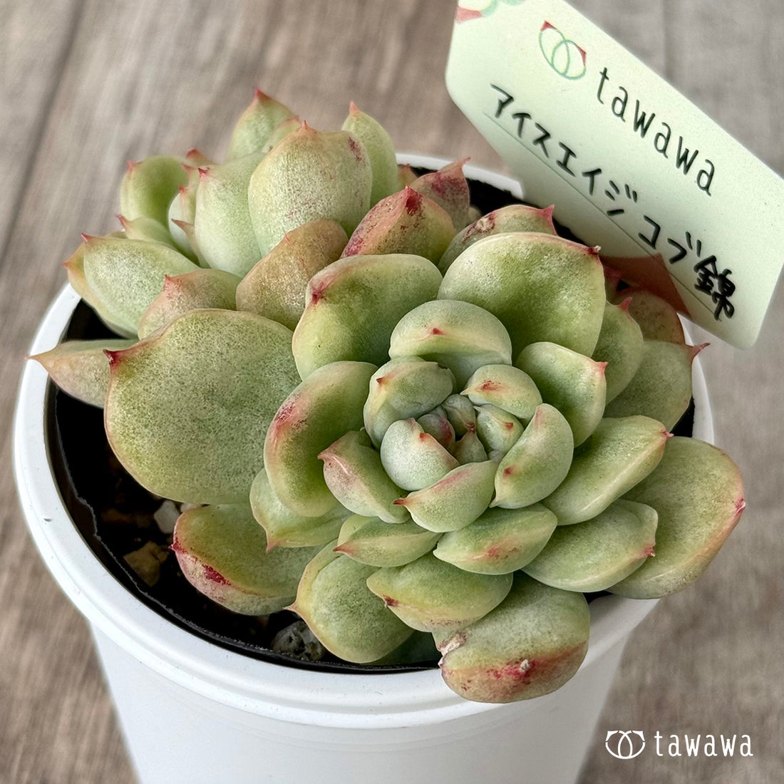 ＊新発売＊　アイスエイジ コブ錦３【tawawaハウス苗】