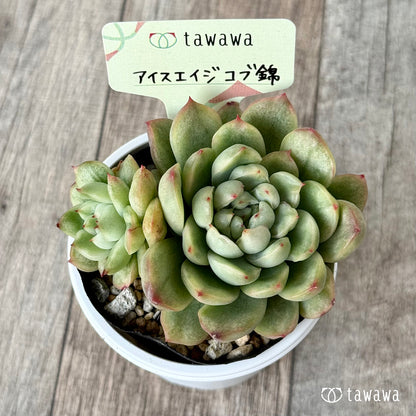 ＊新発売＊　アイスエイジ コブ錦２【tawawaハウス苗】