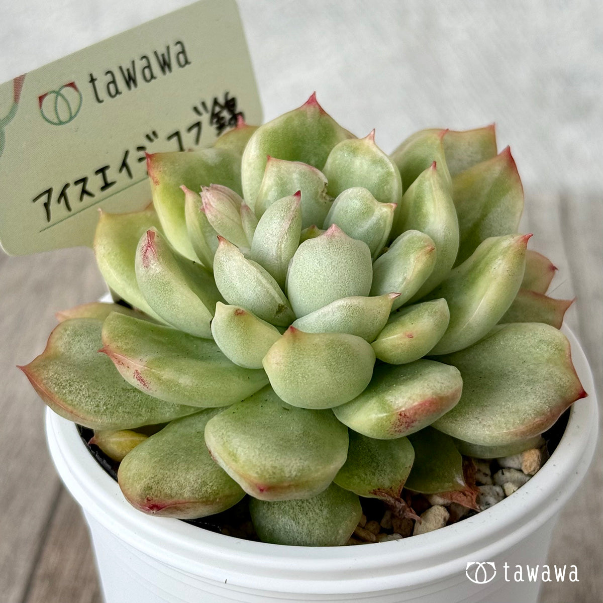 ＊新発売＊　アイスエイジ コブ錦１【tawawaハウス苗】