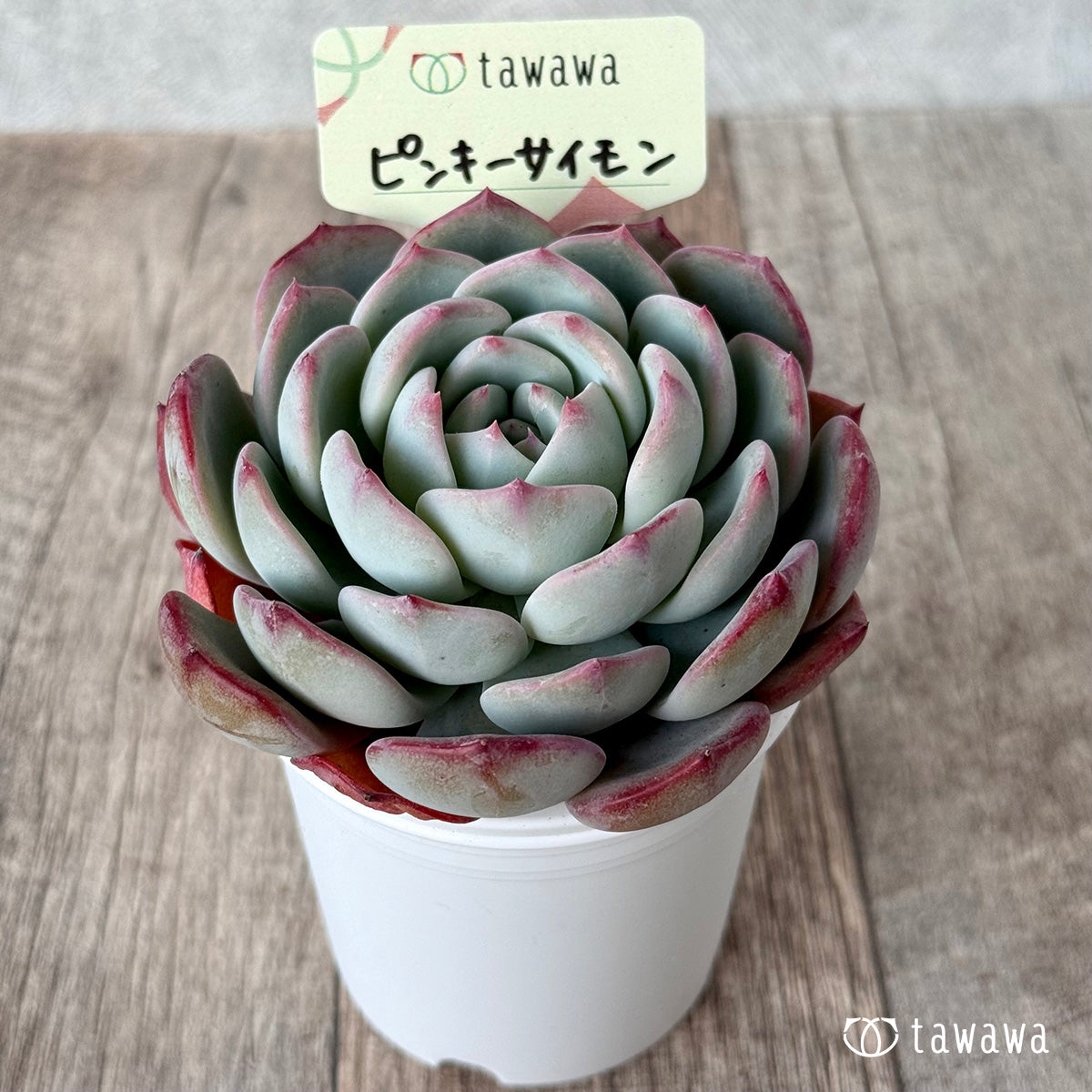 ピンキーサイモン（エアーマジック農園）【tawawaハウス苗】