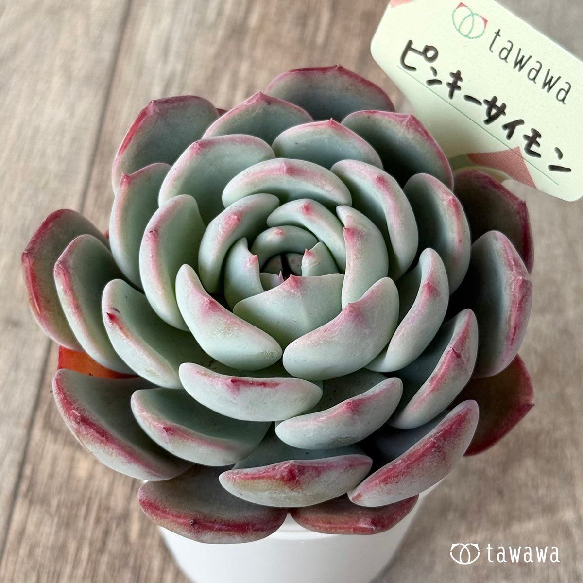 ピンキーサイモン（エアーマジック農園）【tawawaハウス苗】