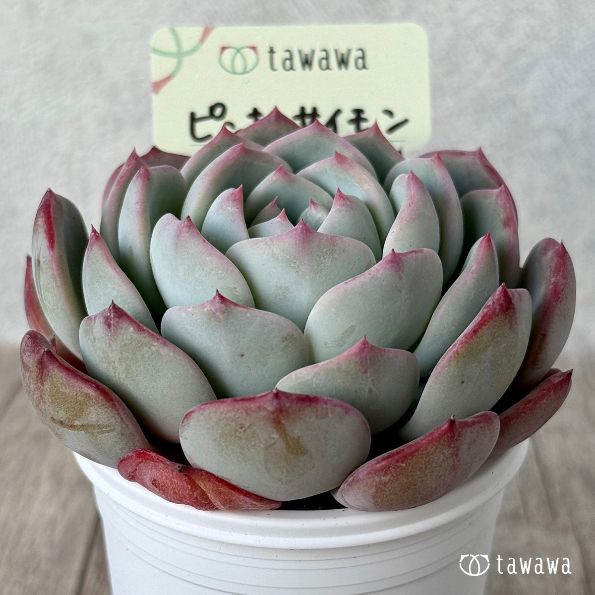 ピンキーサイモン（エアーマジック農園）【tawawaハウス苗】