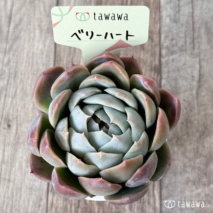 ベリーハート（エアーマジック農園）【tawawaハウス苗】