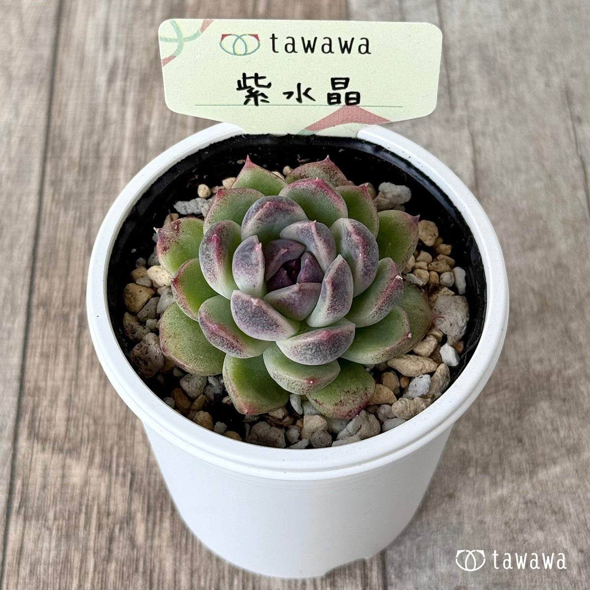 ＊新発売＊　紫水晶１【tawawaハウス苗】