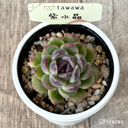 ＊新発売＊　紫水晶１【tawawaハウス苗】