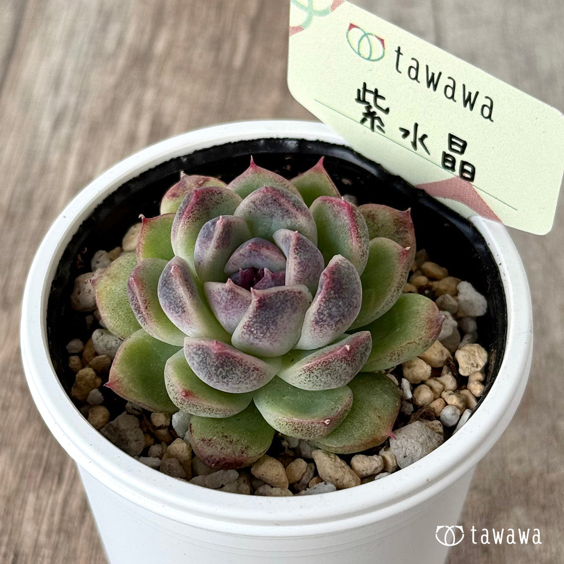 ＊新発売＊　紫水晶１【tawawaハウス苗】