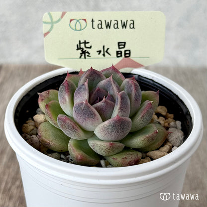 ＊新発売＊　紫水晶１【tawawaハウス苗】