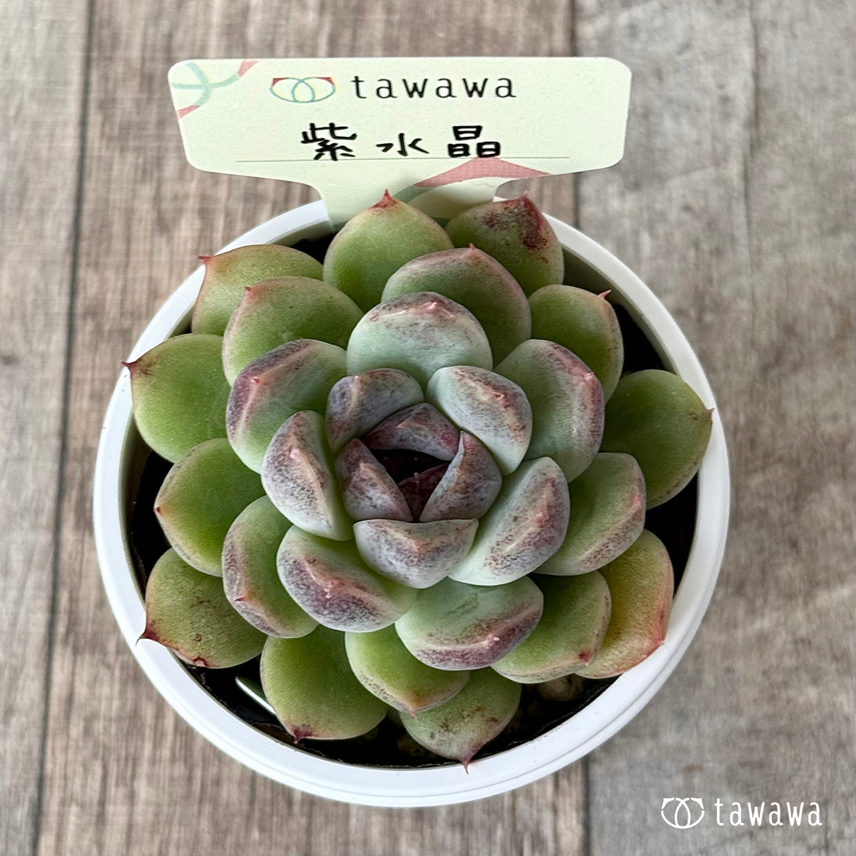 ＊新発売＊　紫水晶２【tawawaハウス苗】