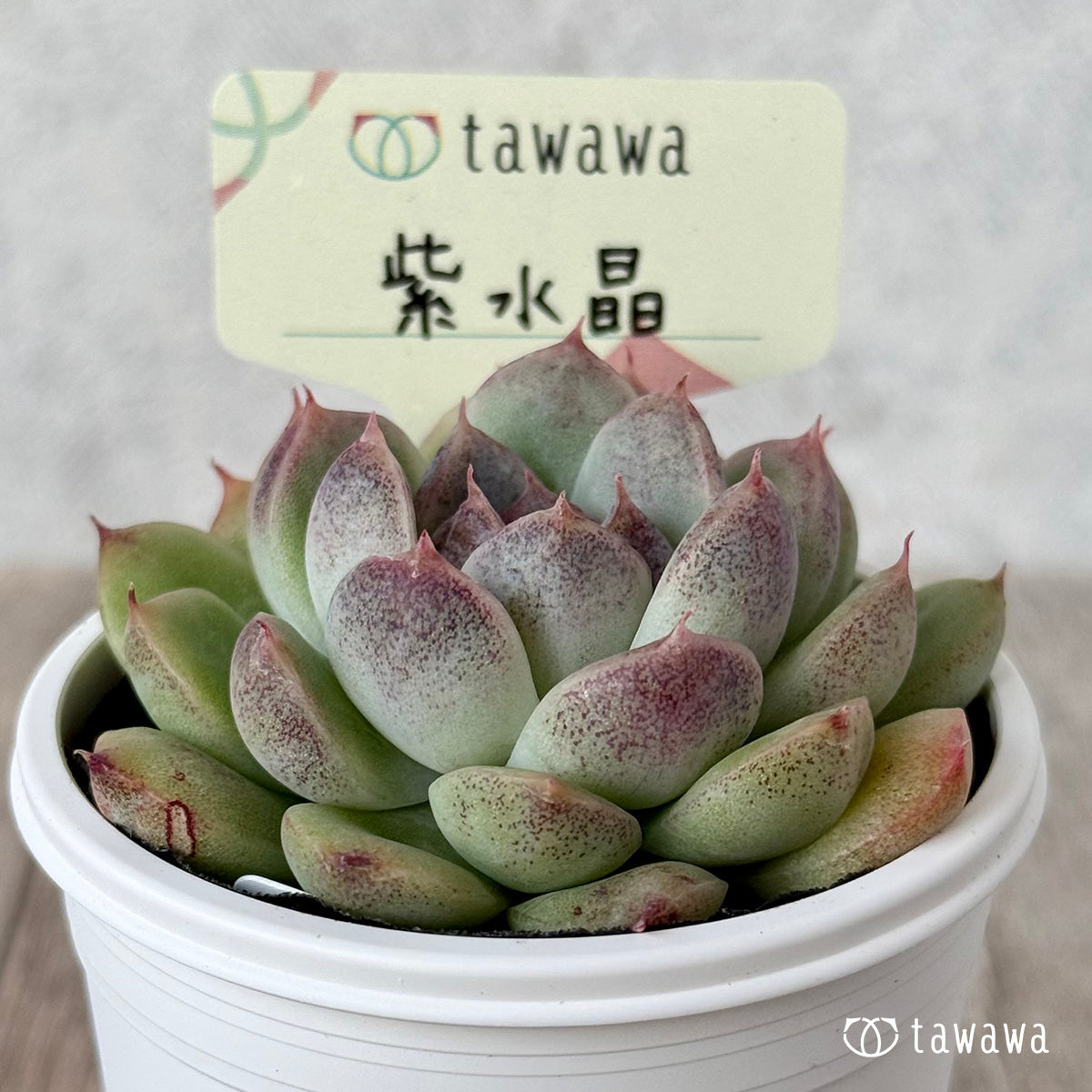 ＊新発売＊　紫水晶２【tawawaハウス苗】