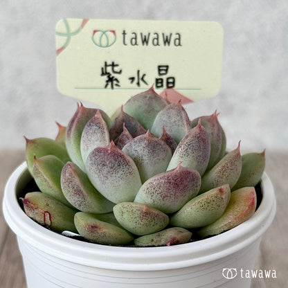 ＊新発売＊　紫水晶２【tawawaハウス苗】