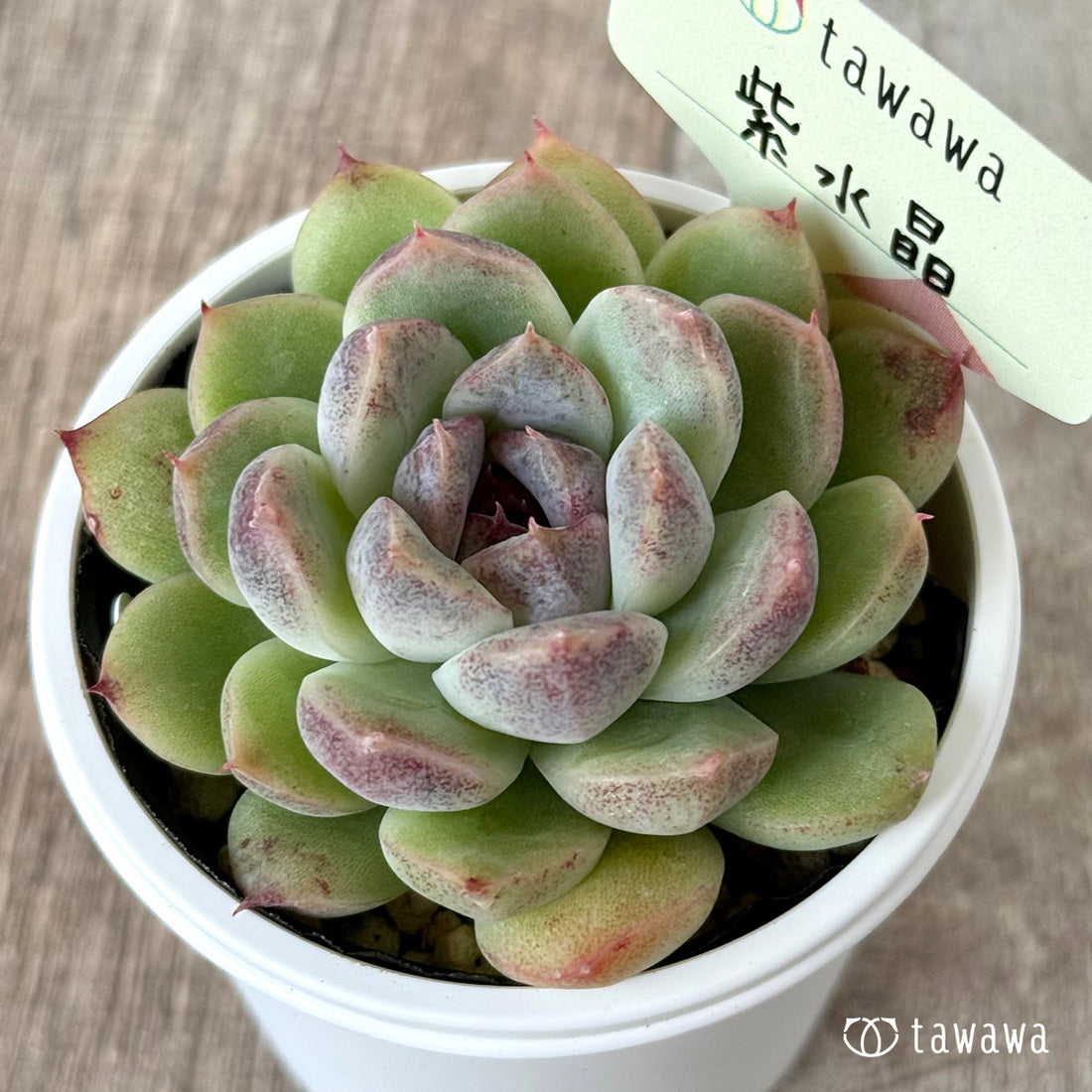 *新発売* 紫水晶2【tawawaハウス苗】