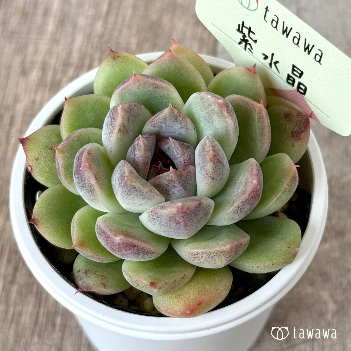 ＊新発売＊　紫水晶２【tawawaハウス苗】