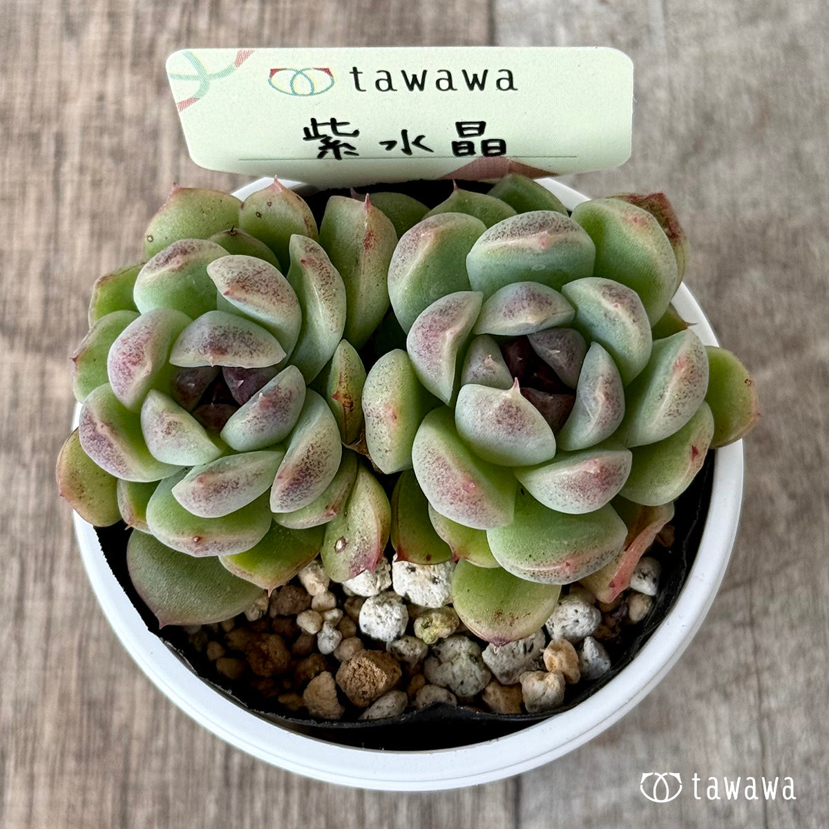 ＊新発売＊　紫水晶３【tawawaハウス苗】