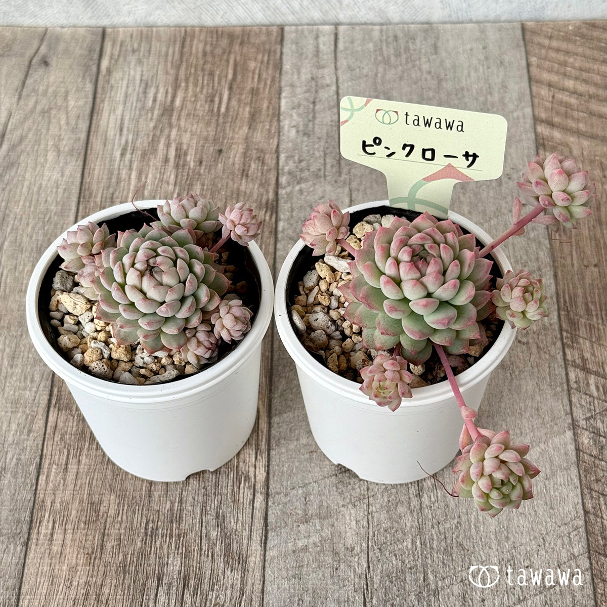 Pink Rosa 1 (Air Magic Farm) [Tawawa House Seedlings]