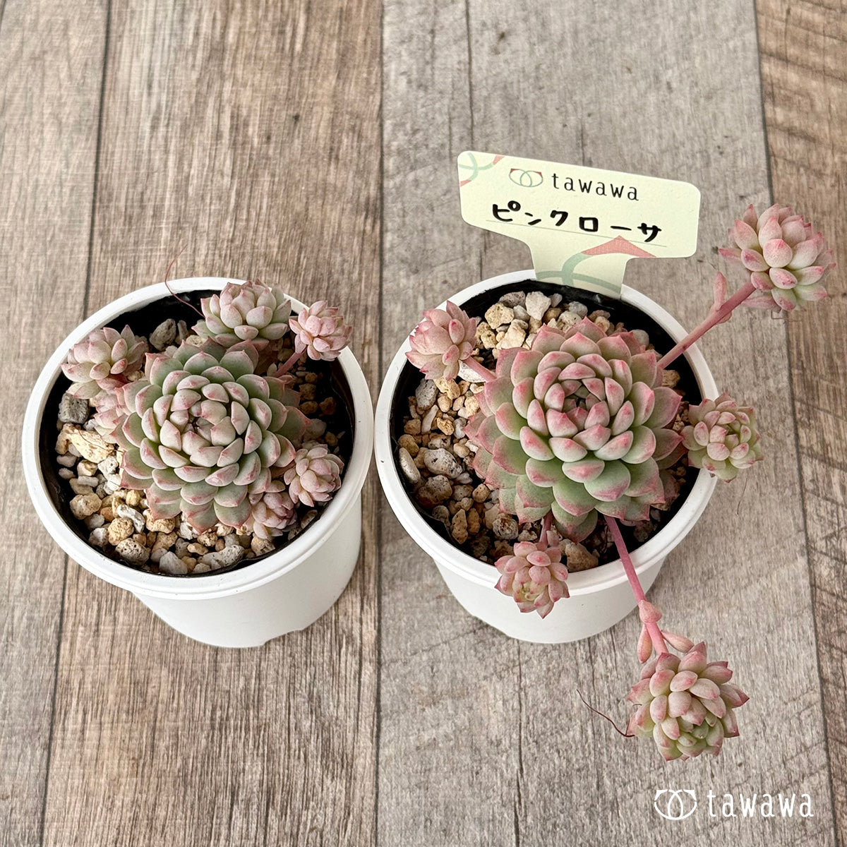 Pink Rosa 1 (Air Magic Farm) [Tawawa House Seedlings]