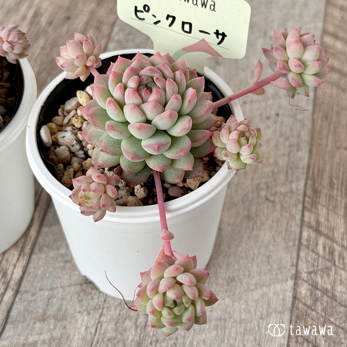 ピンクローサ１（エアーマジック農園）【tawawaハウス苗】