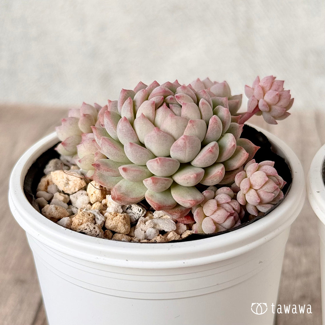 ピンクローサ１（エアーマジック農園）【tawawaハウス苗】