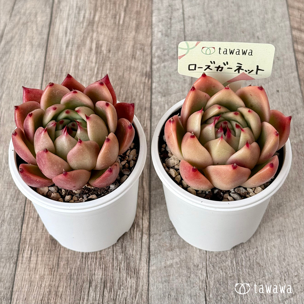 ＊新発売＊　ローズガーネット（エアーマジック農園）【tawawaハウス苗】