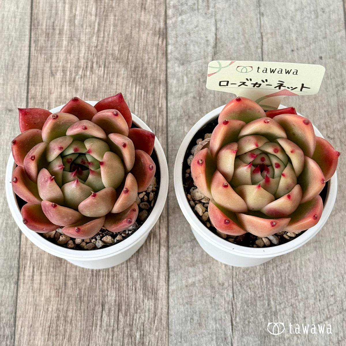 ＊新発売＊　ローズガーネット（エアーマジック農園）【tawawaハウス苗】