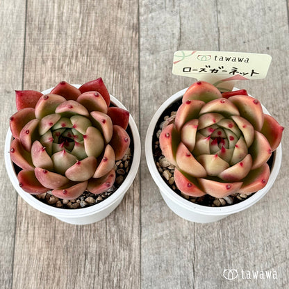 ＊新発売＊　ローズガーネット（エアーマジック農園）【tawawaハウス苗】