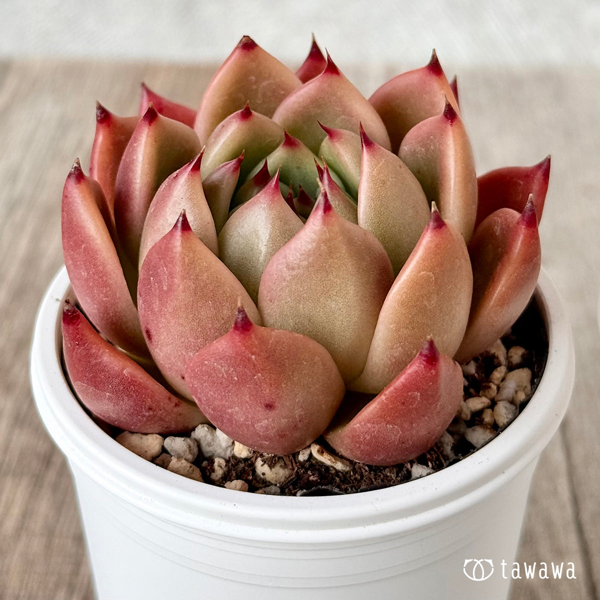 ＊新発売＊　ローズガーネット（エアーマジック農園）【tawawaハウス苗】