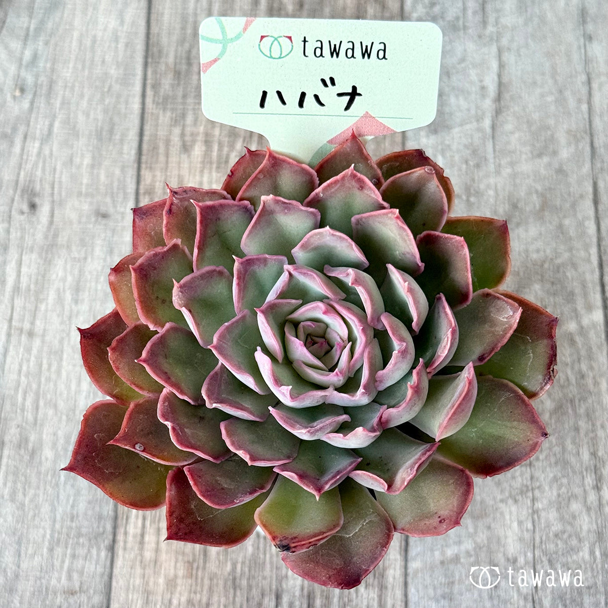 ハバナ（エアーマジック農園）【tawawaハウス苗】