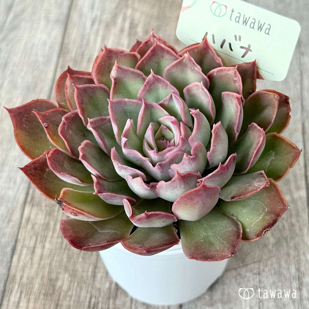 ハバナ（エアーマジック農園）【tawawaハウス苗】