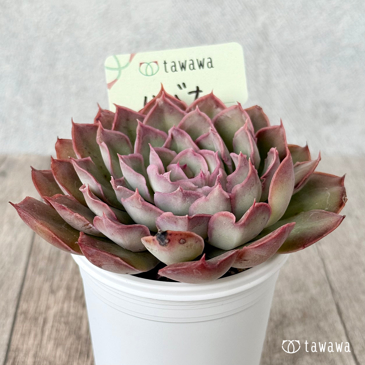 ハバナ（エアーマジック農園）【tawawaハウス苗】