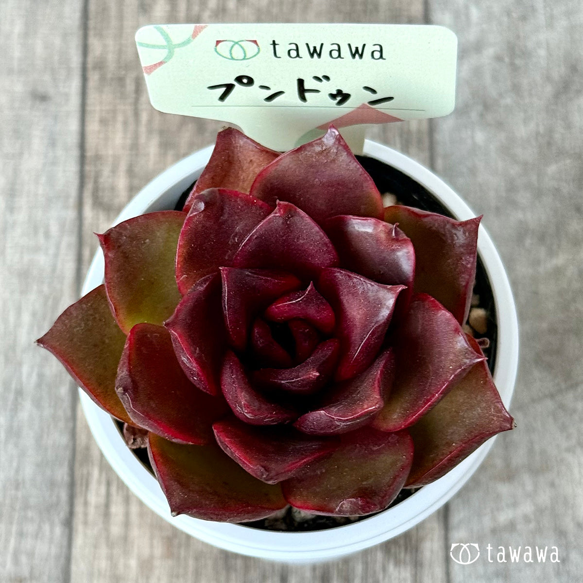 プンドゥン【tawawaハウス苗】