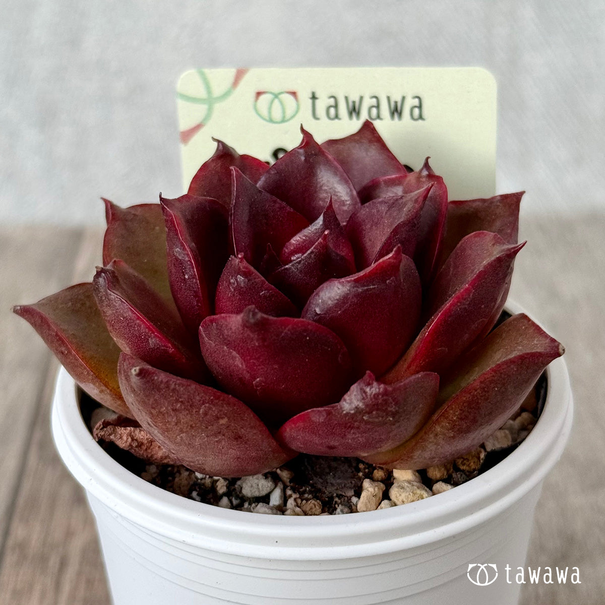 プンドゥン【tawawaハウス苗】