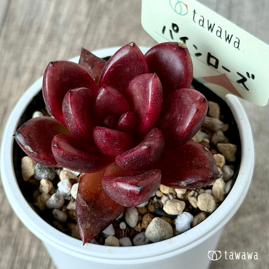 New Arrival* Cubic Frost