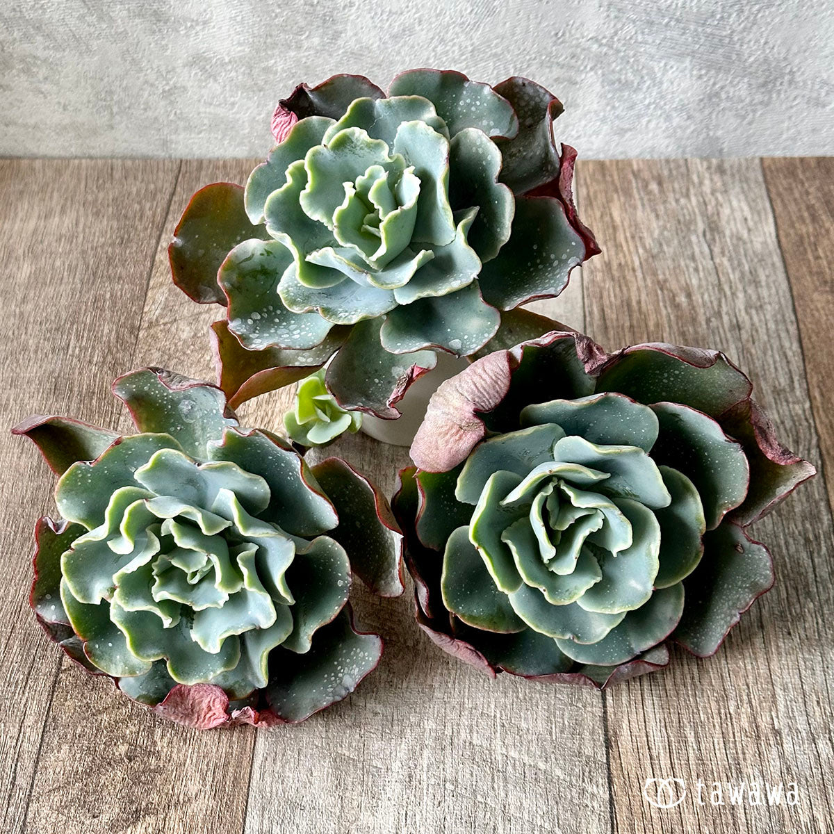 succulents berkeley Frill Berkeley – 多肉植物の通販・販売サイト tawawa