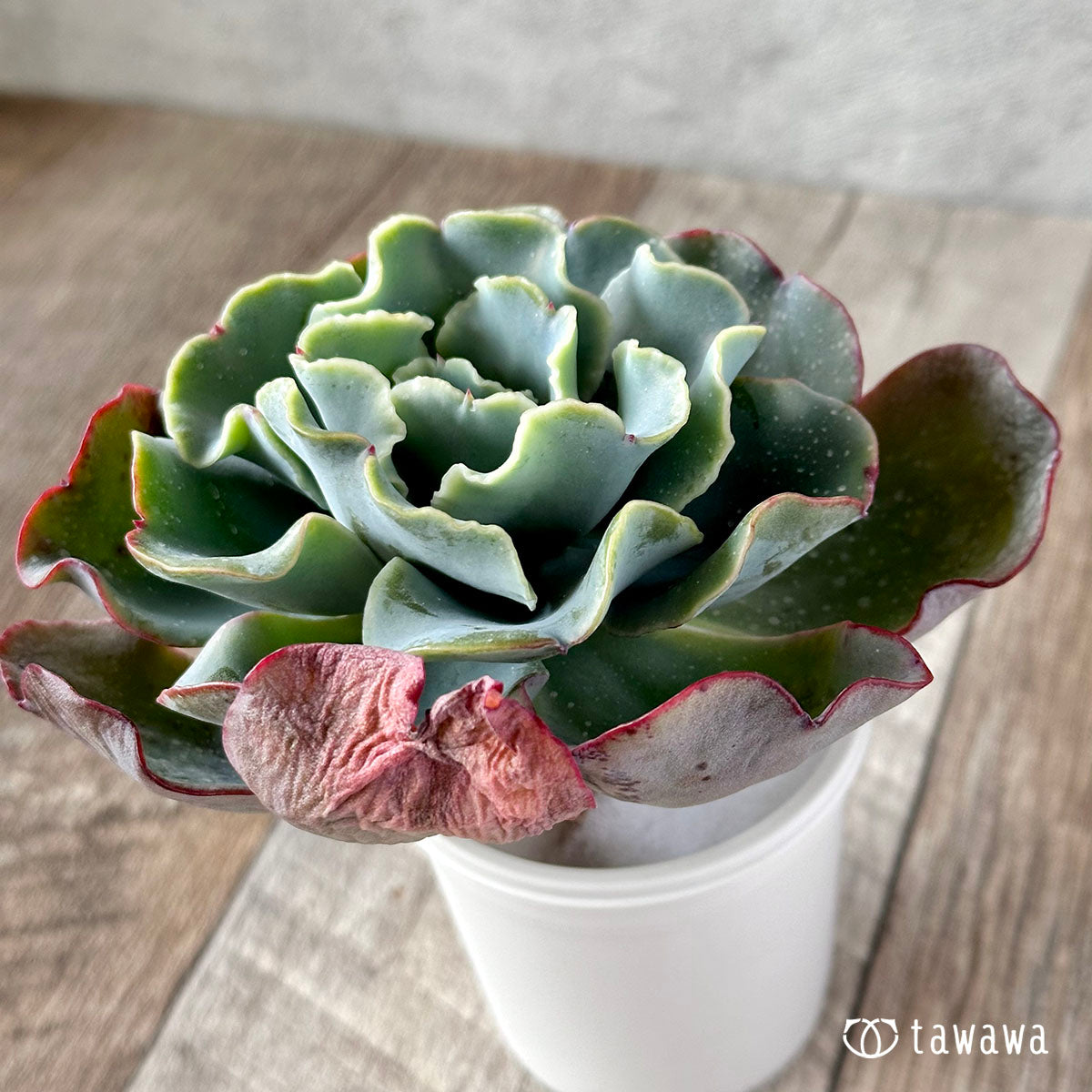 succulents berkeley Frill Berkeley – 多肉植物の通販・販売サイト tawawa