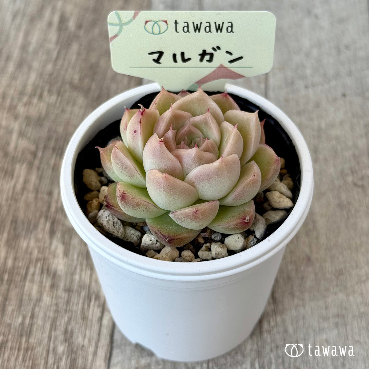 New Arrival* Hongil