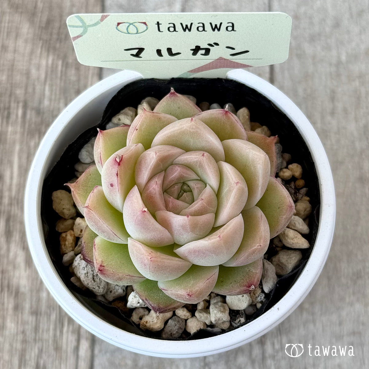 New Arrival* Hongil