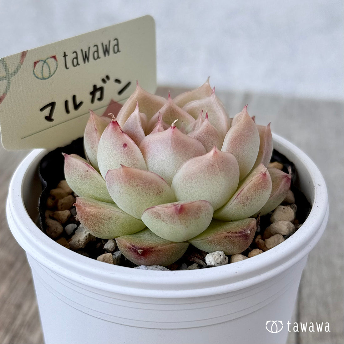 ＊新発売＊　マルガン【tawawaハウス苗】