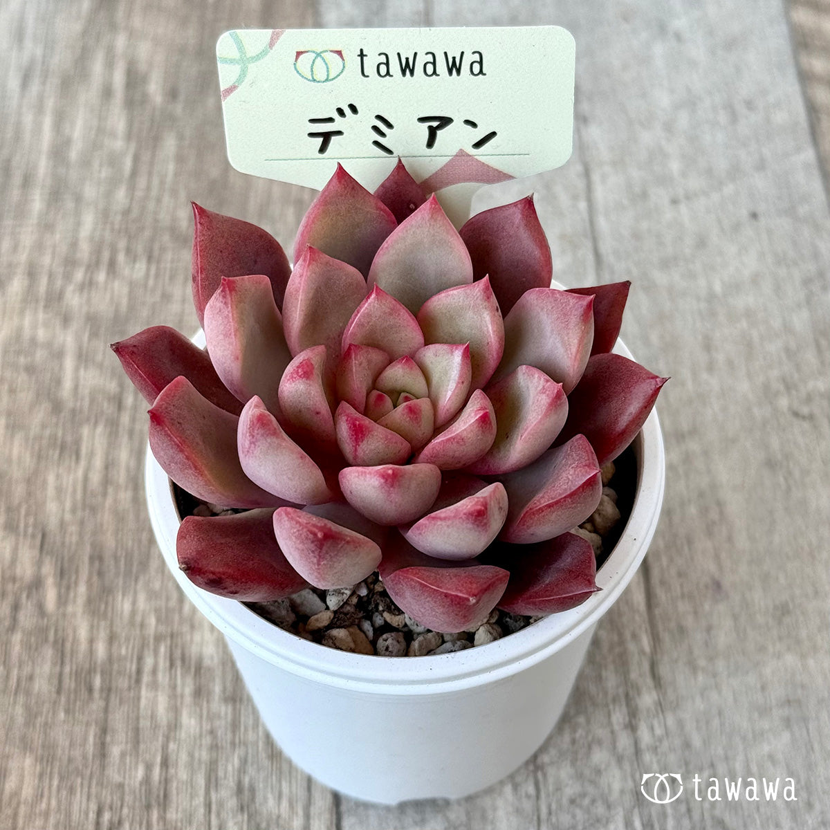 デミアン【tawawaハウス苗】