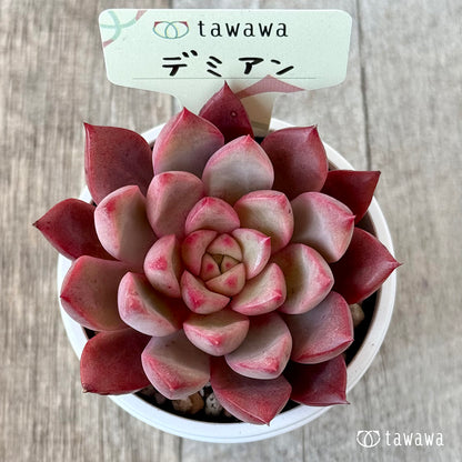 デミアン【tawawaハウス苗】