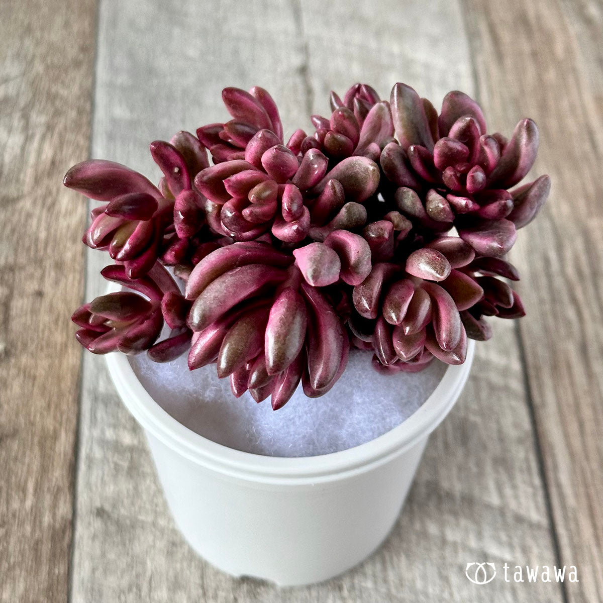 Chocolate Nishiki