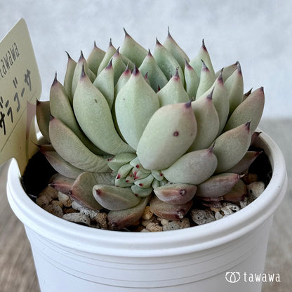 ザラゴーサ２【tawawaハウス苗】